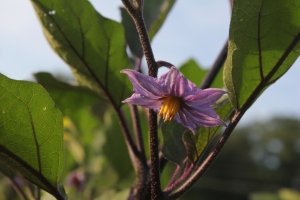 Eggplant in flower.